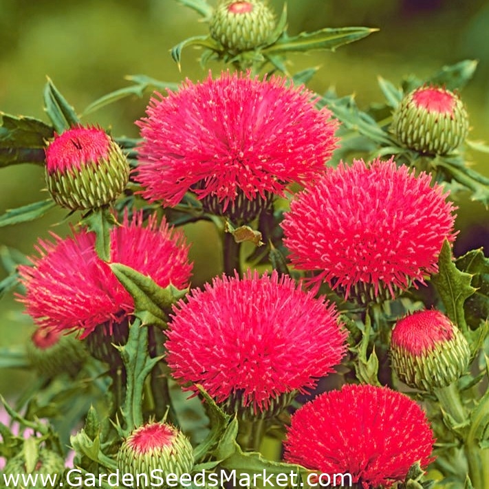 アザミ混合種子 Cirsium Japonicum 45種子 シーズ Garden Seeds Market 送料無料