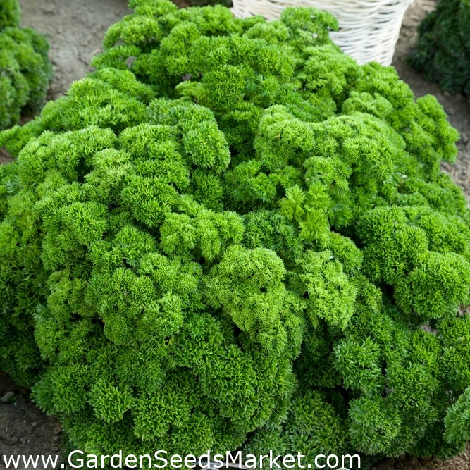 葉のパセリ セット1 5野菜の植物品種の種 シーズ Garden Seeds Market 送料無料