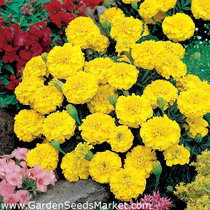 annual seeds: French marigold yellow marigold orange marigold dwarf petite marigold French Marigold petite mix fluffy marigold