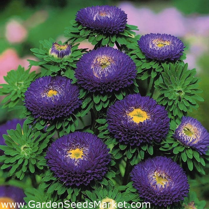 Blue pompom-flowered aster - 500 seeds – Garden Seeds Market | Free shipping