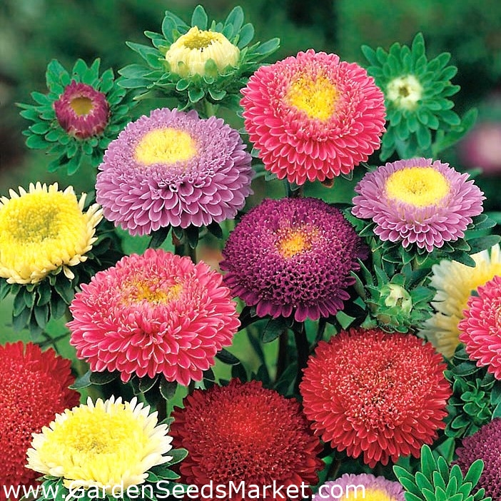 China Aster Pompon mixed seeds - Callistephus chinensis - 500 seeds –  Garden Seeds Market | Free shipping