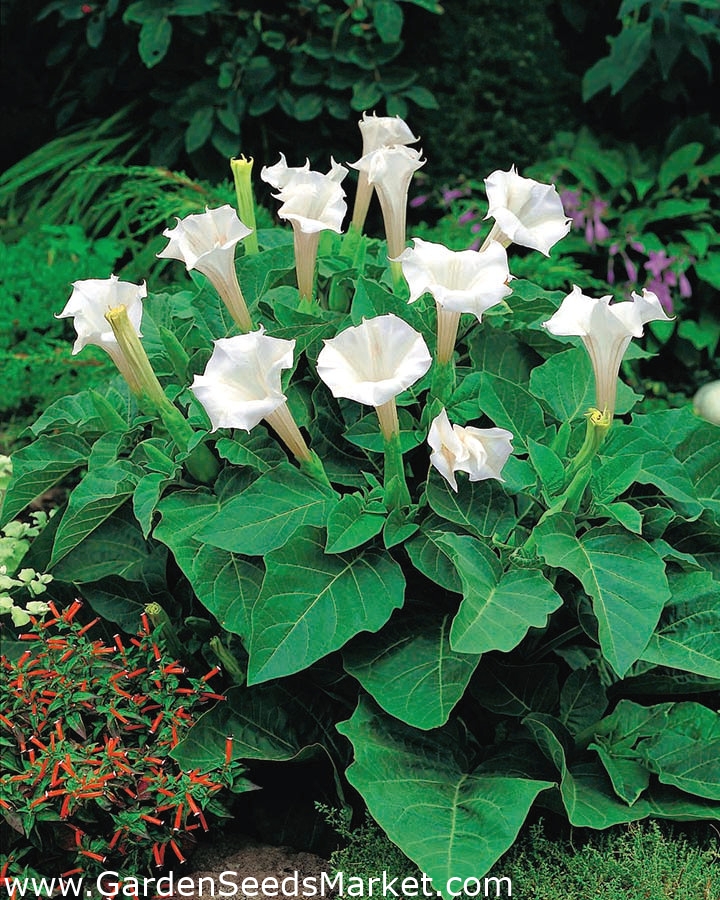 Цветок Ангела Фото – Telegraph