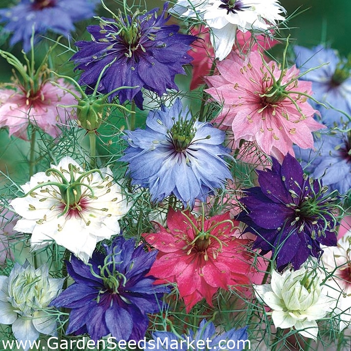 flower seeds Love In A Mist mix seeds seller seeds free shipping