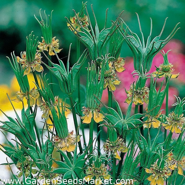 Nigella, sárga édeskömény Virágmag - Nigella orientalis - 250 mag - magok –  Garden Seeds Market | Ingyenes szállítás