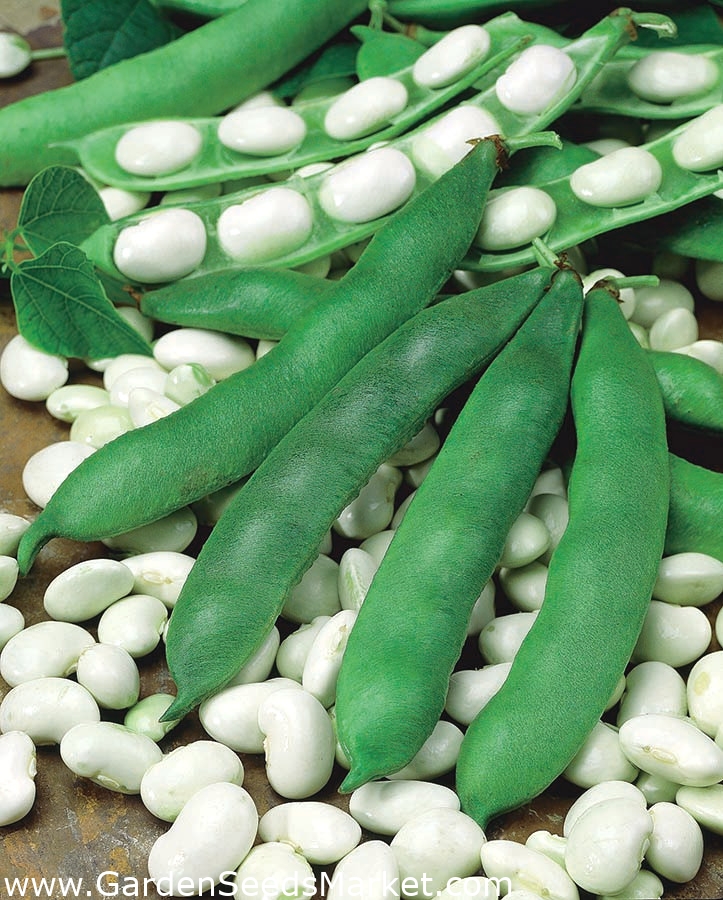 بذور الفاصوليا القطبية - Phaseolus coccineus - ابذرة – Garden Seeds Market  | الشحن مجانا