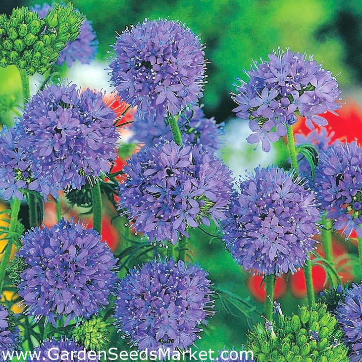 世界中のギリアの種子 ギリア キャピタータ 1100種子 Gilia Capitata シーズ Garden Seeds Market 送料無料