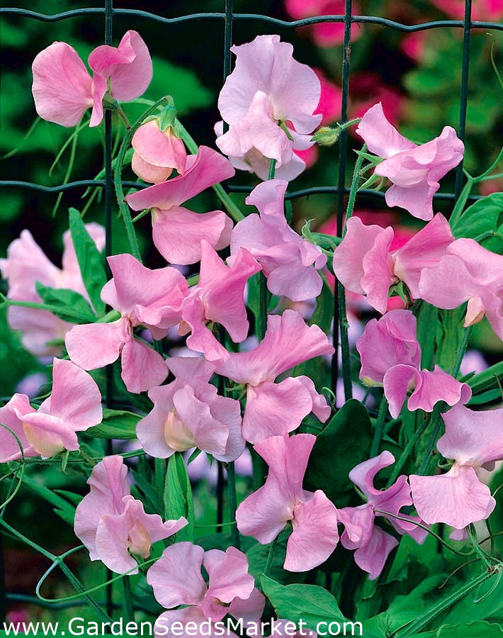 Szagos bükköny - rózsaszín - 36 magok - Lathyrus odoratus – Garden Seeds  Market | Ingyenes szállítás