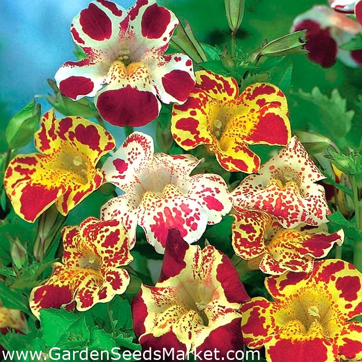 Mimulus Fleur de Bach Hybride - 2500 graines - Mimulus hybridus – Garden  Seeds Market | Livraison gratuite