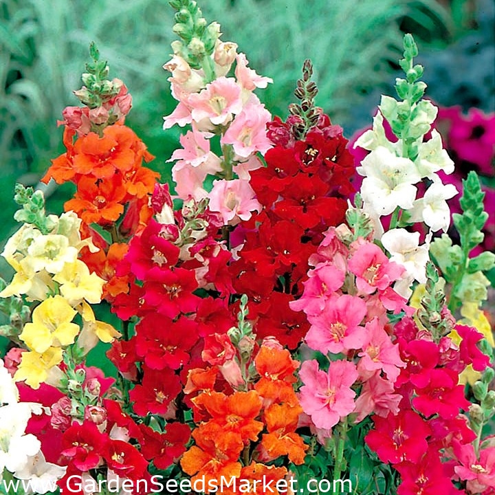 Snapdragon común con flores en forma de trompeta Snapdragon común con flores en forma de trompeta