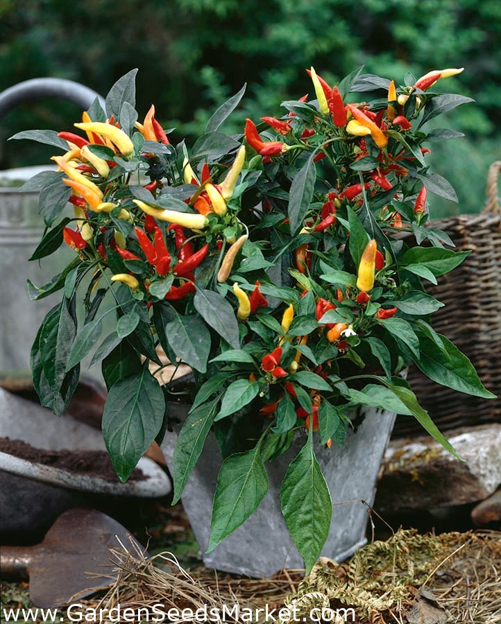 Home Garden - Mix di peperoncini piccanti - per coltivazioni indoor e  balconate - Capsicum annum - semi – Garden Seeds Market | Spedizione  gratuita