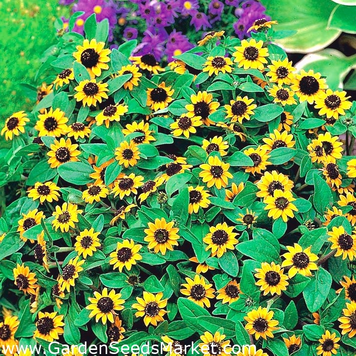 Creeping Zinnia Sanvitalia procumbens 570 seeds