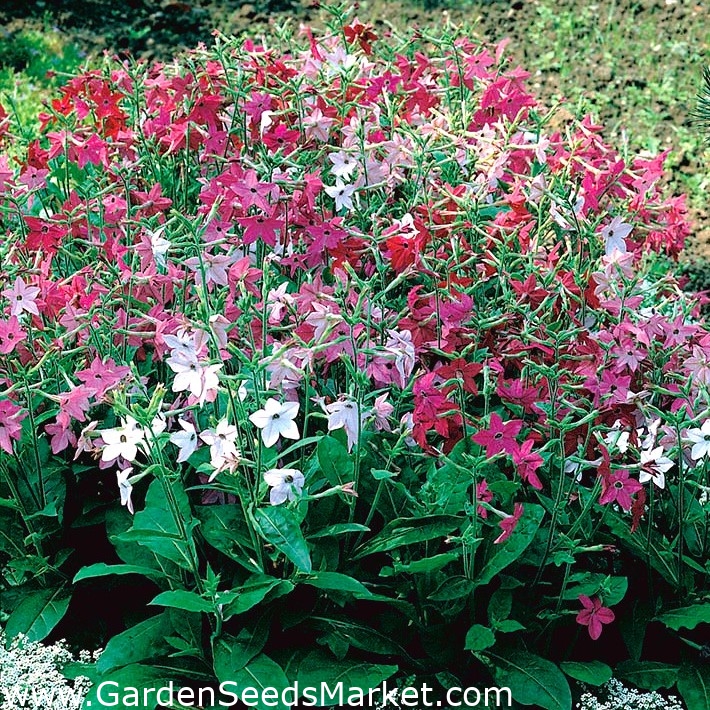 Dekoratyvinės tabako mišrios sėklos - Nicotiana x sanderae - 9000 sėklų –  Garden Seeds Market | Nemokamas pristatymas