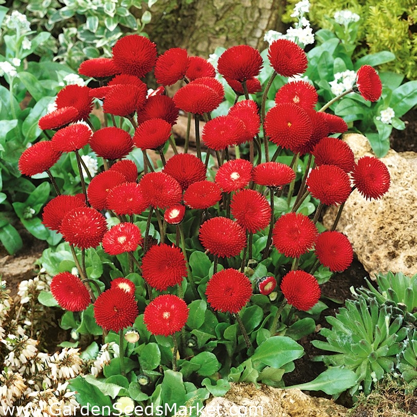 Red English Semena sedmikrásky - Bellis perennis - 690 semen – Garden Seeds  Market | Doprava zdarma