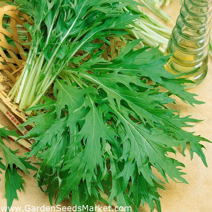 Mizuna, sementes de mostarda japonesa - Brassica rapa nipposinica - 1000  sementes - Brassica rapa var. Japonica – Garden Seeds Market | Frete grátis