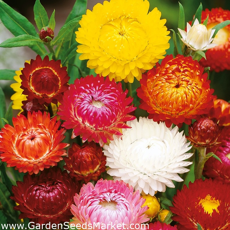 Sempre Viva - sortida - 1250 sementes - Xerochrysum bracteatum – Garden  Seeds Market | Frete grátis