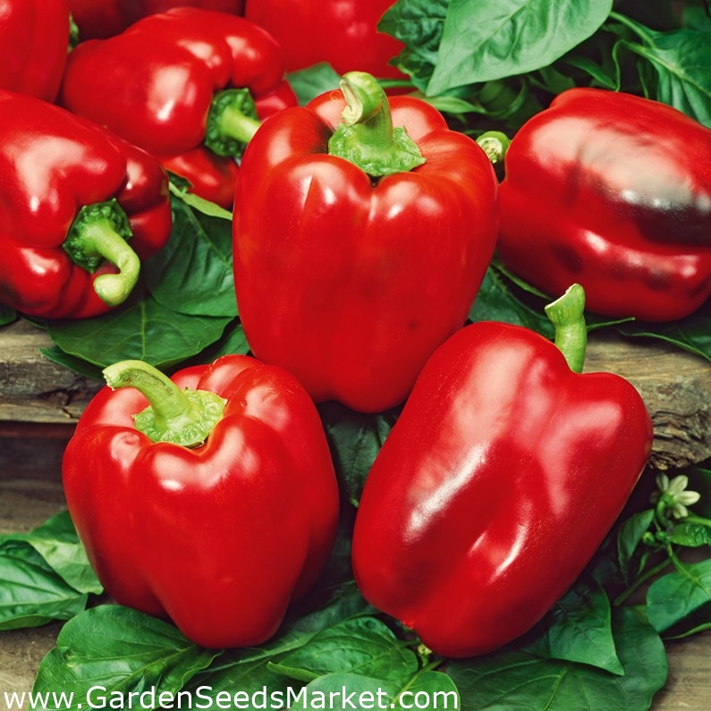 Paprika California Wonder Golden