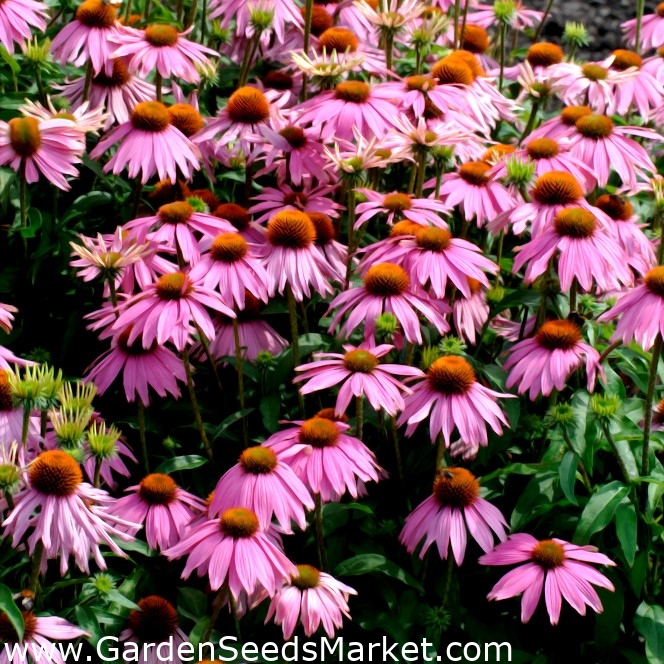 紫色のコーンフラワー種子 エキナセアパープル 230種子 Echinacea Purpurea シーズ Garden Seeds Market 送料無料 紫色のコーンフラワー種子 エキナセアパープル 230種子 Echinacea Purpurea シーズ Garden Seeds Market 送料無料