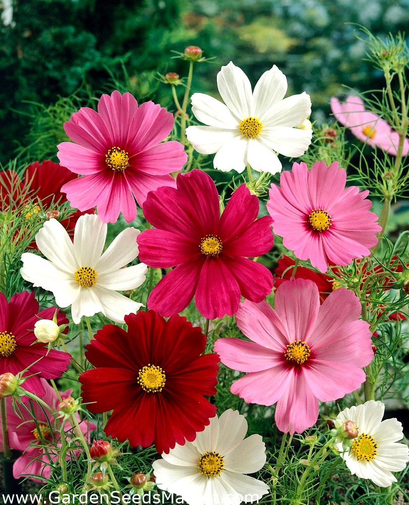 Cosmea Sensation - miscuglio - Cosmos bipinnatus - 150 semi – Garden Seeds  Market | Spedizione gratuita