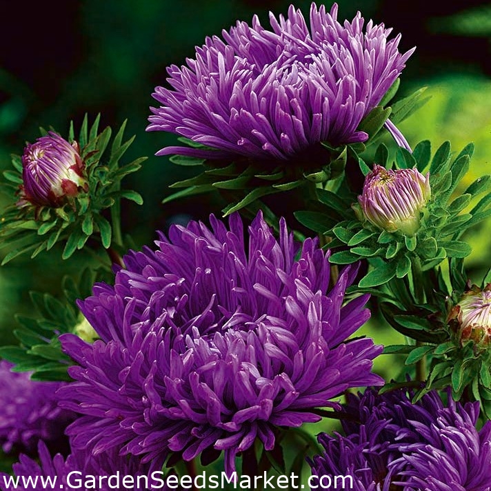 紫牡丹アスター 500種 Callistephus Chinensis シーズ Garden Seeds Market 送料無料