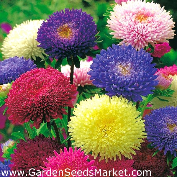 Pom-pom-flowered aster "Bolero" - variety mix - 225 seeds – Garden Seeds  Market | Free shipping