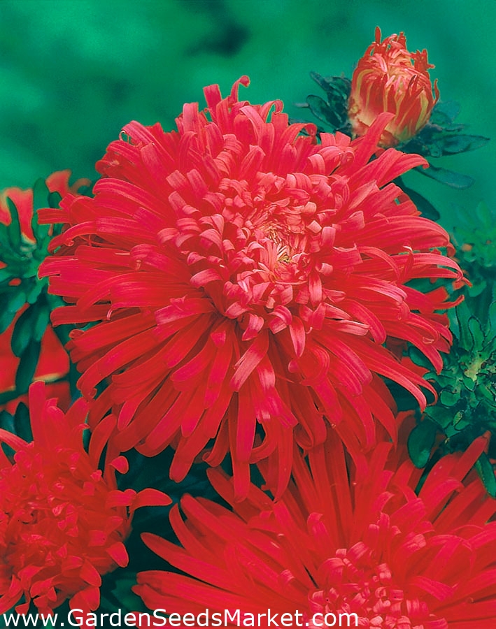 赤い菊の花アスター 炎 500種子 Callistephus Chinensis シーズ Garden Seeds Market 送料無料