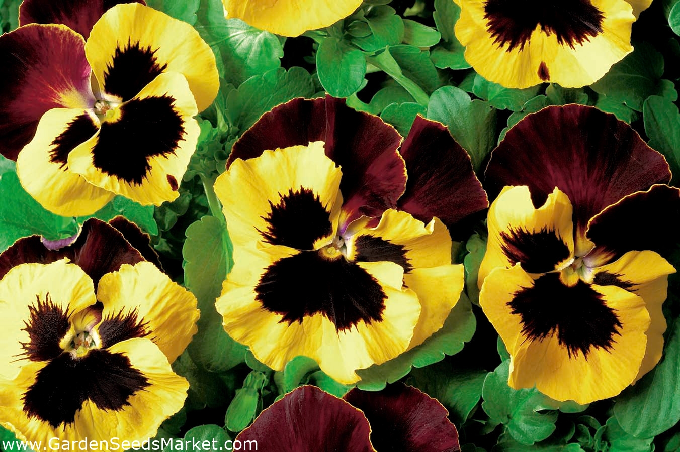 Pansy Red Wings, Roter Flugel seeds - Viola x wittrockiana - 400 seeds –  Garden Seeds Market | Free shipping