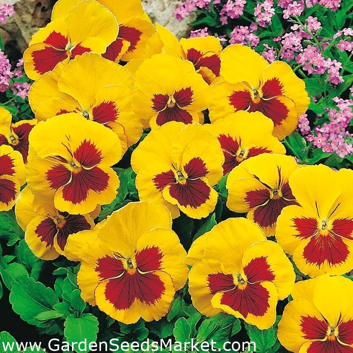 Pansy Red Yellow sjemenke - Viola x wittrockiana - 320 sjemenki – Garden  Seeds Market | Besplatna dostava