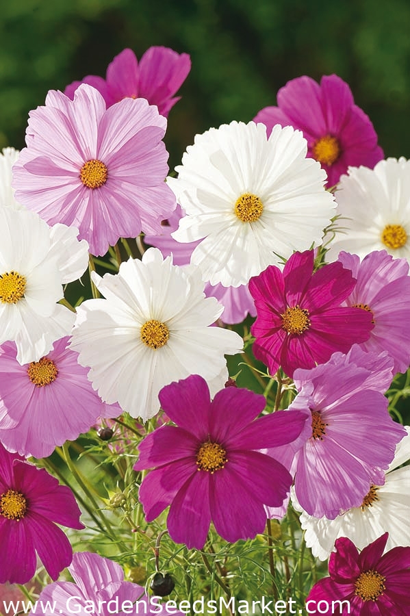 Kosmos gemischte Samen Cosmos bipinnatus 150 Samen Garden Seeds