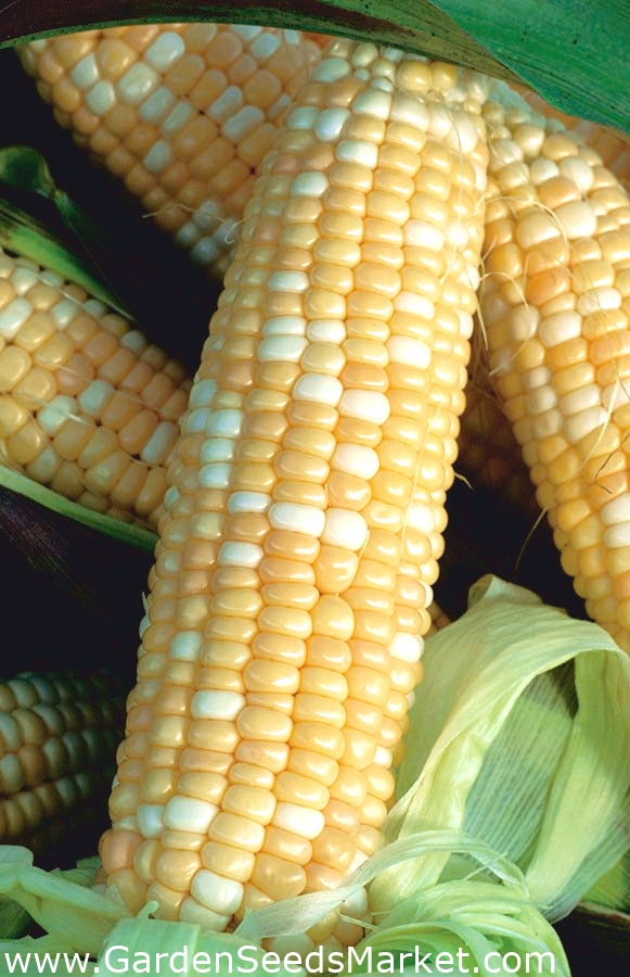 Сладость кукурузу. Кукуруза РАМОНДИЯ. Кукуруза - Zea Mays l.. Кукуруза РАМОНДИЯ f1. Мраморная кукуруза сорт.