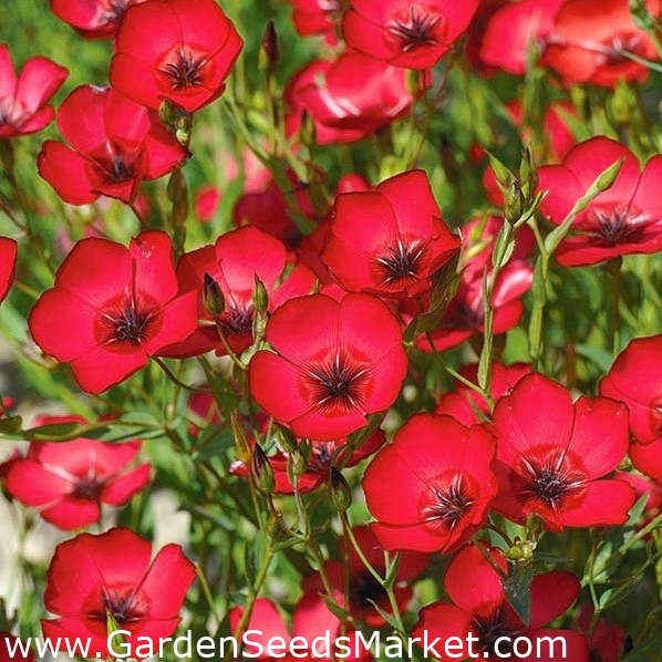 Scarlet Λινάρι, κόκκινος σπόρος λίνου - Linum grandiflorum - 150 σπόροι –  Garden Seeds Market | Δωρεάν αποστολή