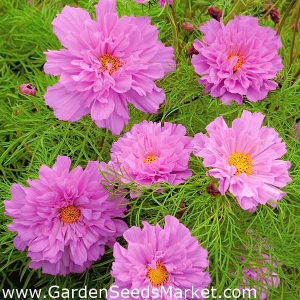 Cosmos de jardin 