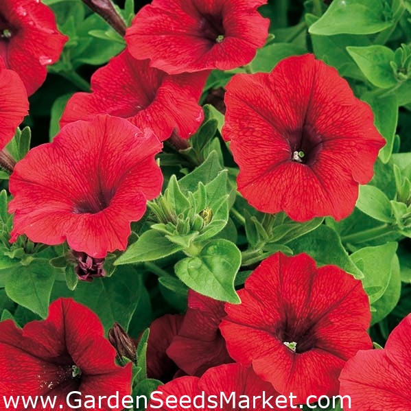 Červená petúnie "Cascade" - "Superkaskadia" - 12 semien - Petunia x hybrida  pendula - semená – Garden Seeds Market | Doprava zdarma