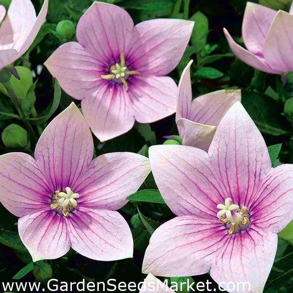 Balon flori Fuji Semințe roz - Platycodon grandiflorus - 110 semințe –  Garden Seeds Market | Transport gratuit