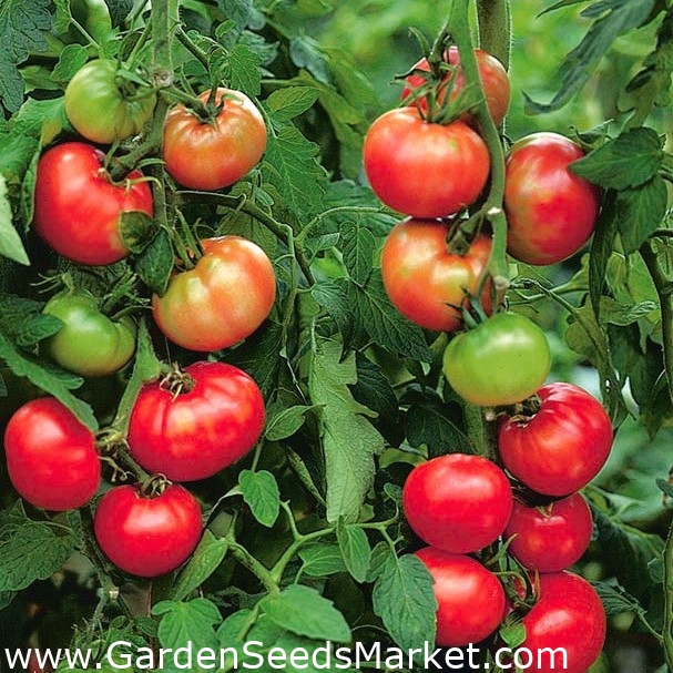 INDETERMINATE HEIRLOOM VEGETABLE TOMATO SEEDS 100 SEEDS SAINT PIERRE