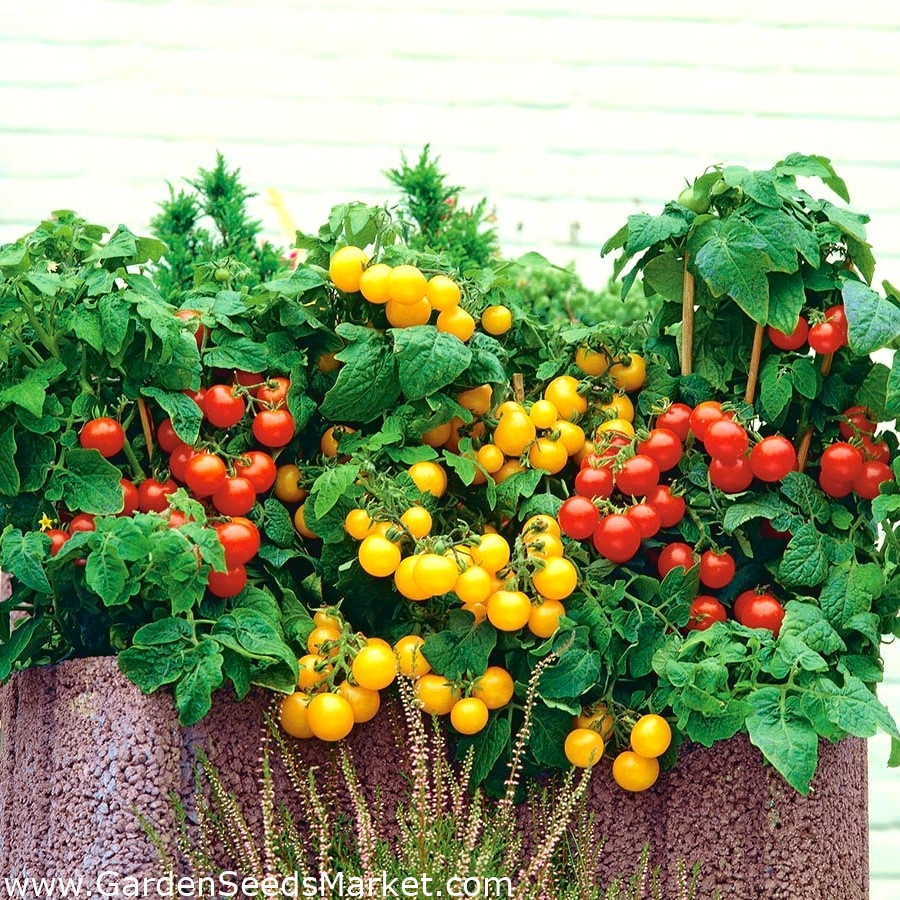 Home Garden - Ντομάτα "Thumbling Tom", πολύχρωμο μίγμα ποικιλιών - για  εσωτερική και μπαλκονική καλλιέργεια - Lycopersicon esculentum - σπόροι –  Garden Seeds Market | Δωρεάν αποστολή