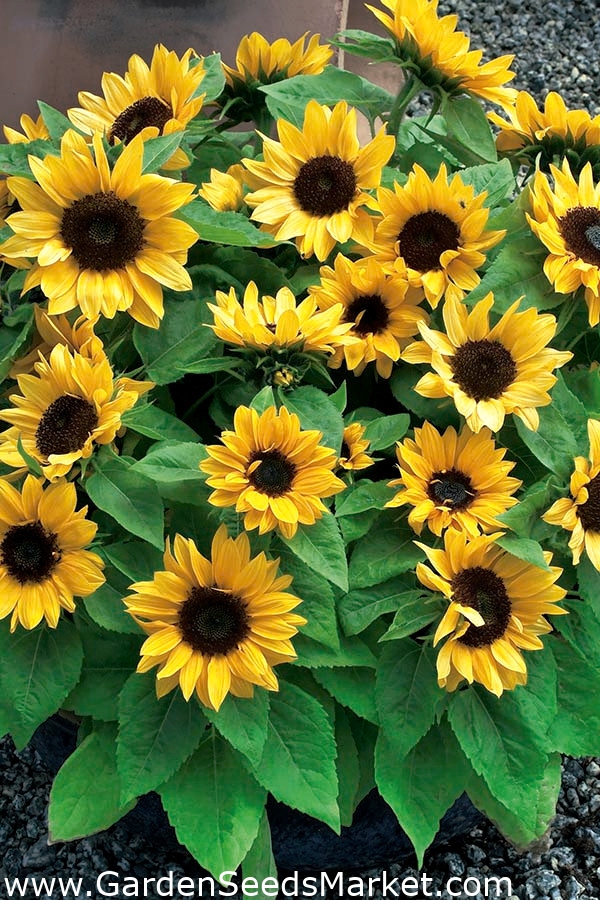 حديقة المنزل - عباد الشمس الزينة "Baver" - للزراعة في الأماكن المغلقة وشرفة  - Helianthus annus - ابذرة – Garden Seeds Market | الشحن مجانا