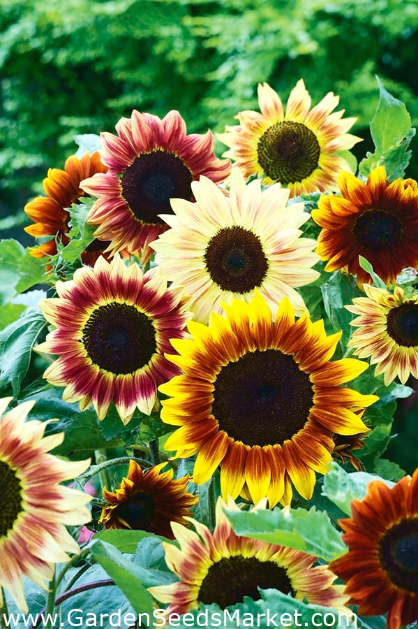 Girassol Teddy Bear Plants, Dwarf sunflowers, Flower seeds