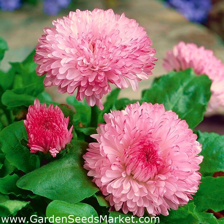 Margarida - variedade da flor dupla - Maria - rosa - 900 sementes - Bellis  perennis grandiflora. – Garden Seeds Market | Frete grátis