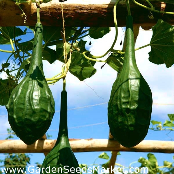 CALABAZA DEL PEREGRINO 22 Semillas frescas