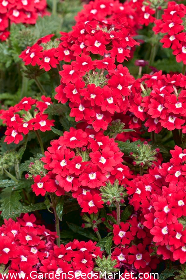 Hage verbena - røde blomster med en hvit prikk; hage vervain - 120 frø -  Verbena x hybrida – Garden Seeds Market | Gratis frakt