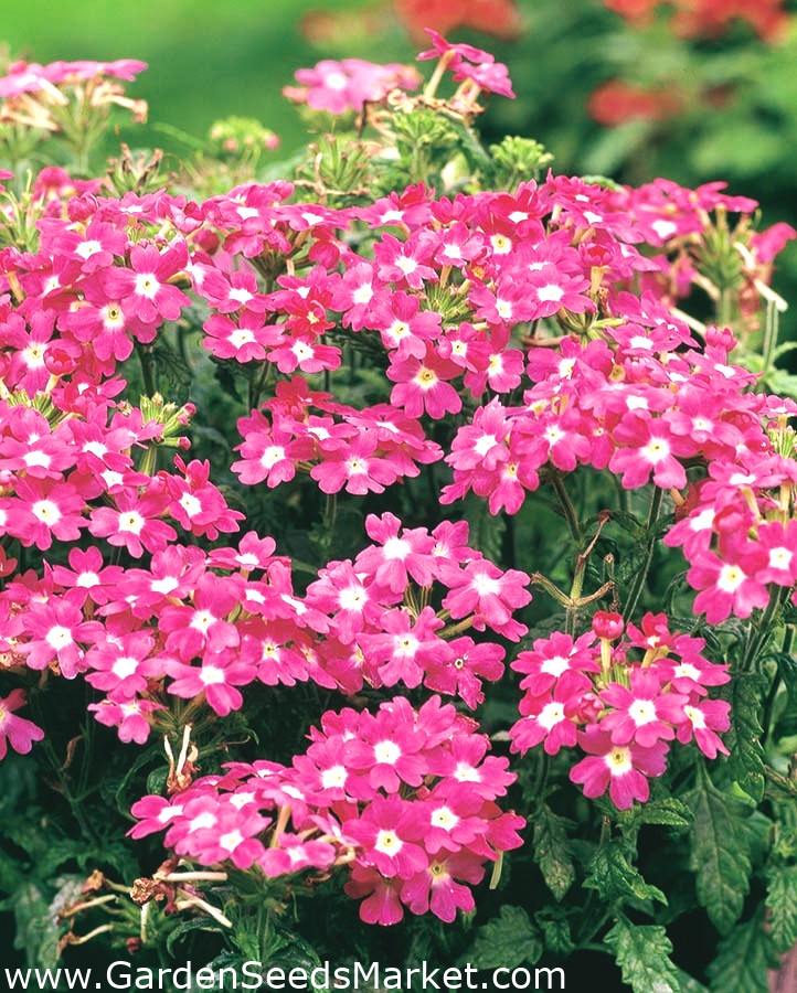 Verveine de jardin, verveine - rose avec une tache blanche - 120 graines -  Verbena x hybrida – Garden Seeds Market | Livraison gratuite