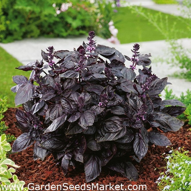 Basilikum - rød - 325 frø - Ocimum basilicum – Garden Seeds Market | Gratis  frakt