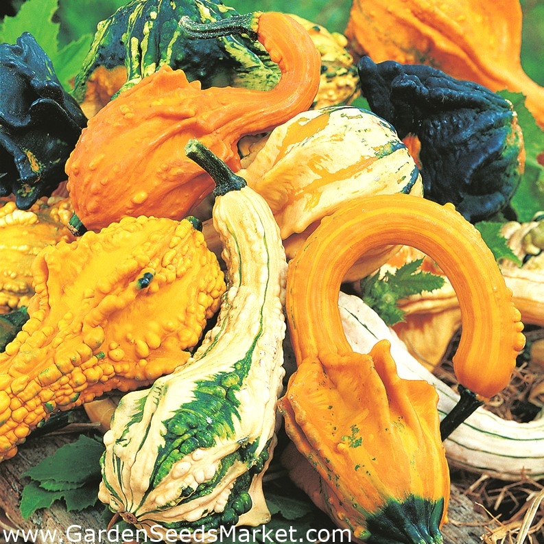 Mélange de graines de Courge Autumn Wing Swan - Cucurbita pepo – Garden  Seeds Market | Livraison gratuite