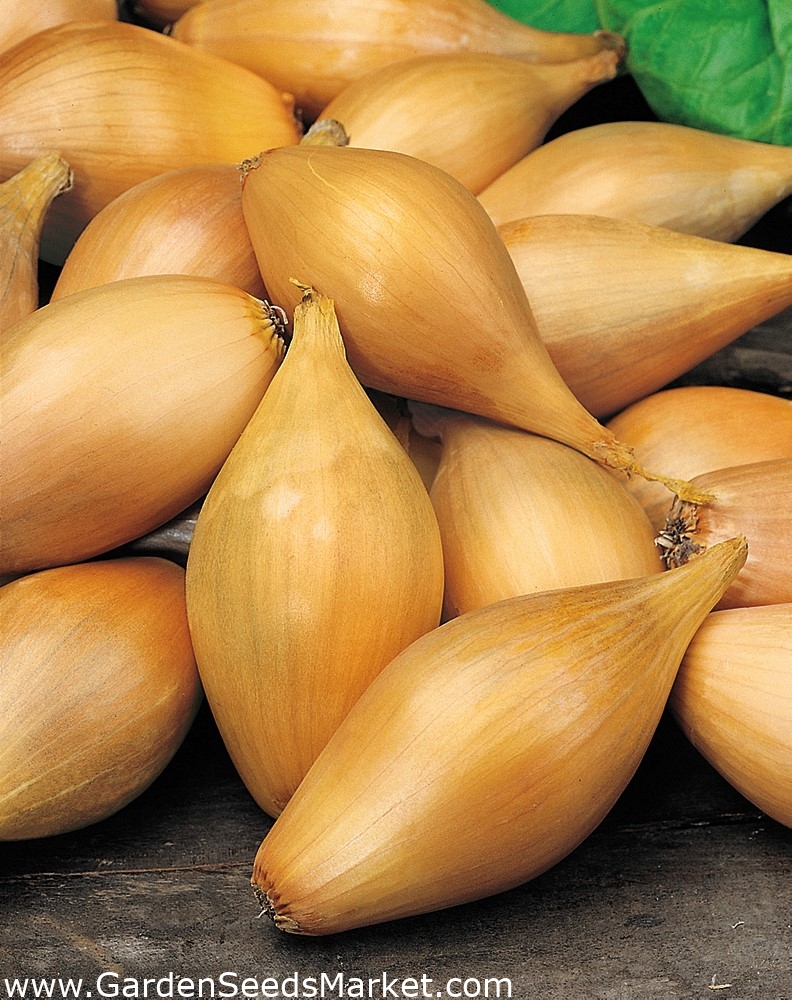 エシャロットの種子 アリウムcepa 855種子 Allium Ascalonicum シーズ Garden Seeds Market 送料無料