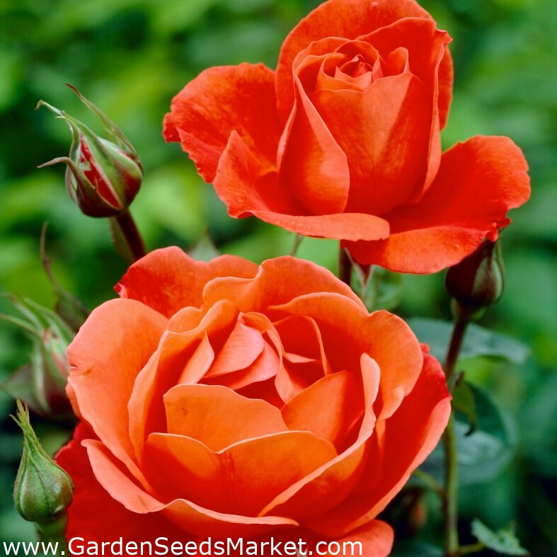 Vrtnica z velikimi cvetovi - oranžna - lončnica - – Garden Seeds Market |  Brezplačna dostava