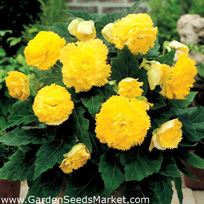 Begonia Fimbriata (con flecos) - amarilla - ¡paquete grande! - 20 piezas -  – Garden Seeds Market | Envío gratis