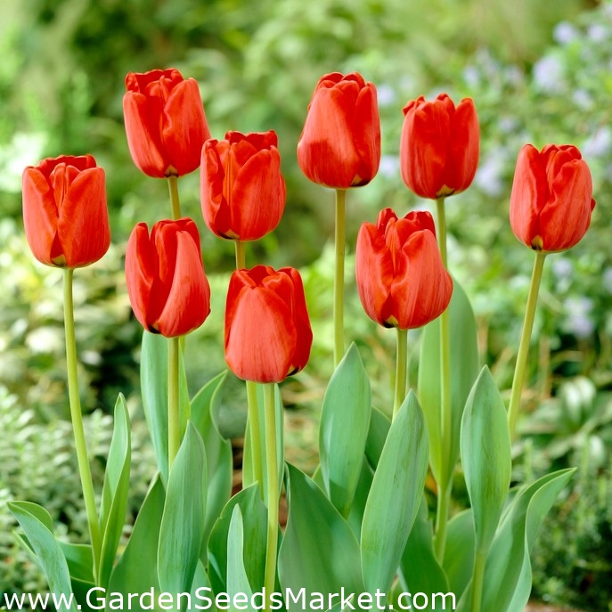 Tulip Apeldoorn - stor pakke! - 50 stk - – Garden Seeds Market | Gratis  frakt