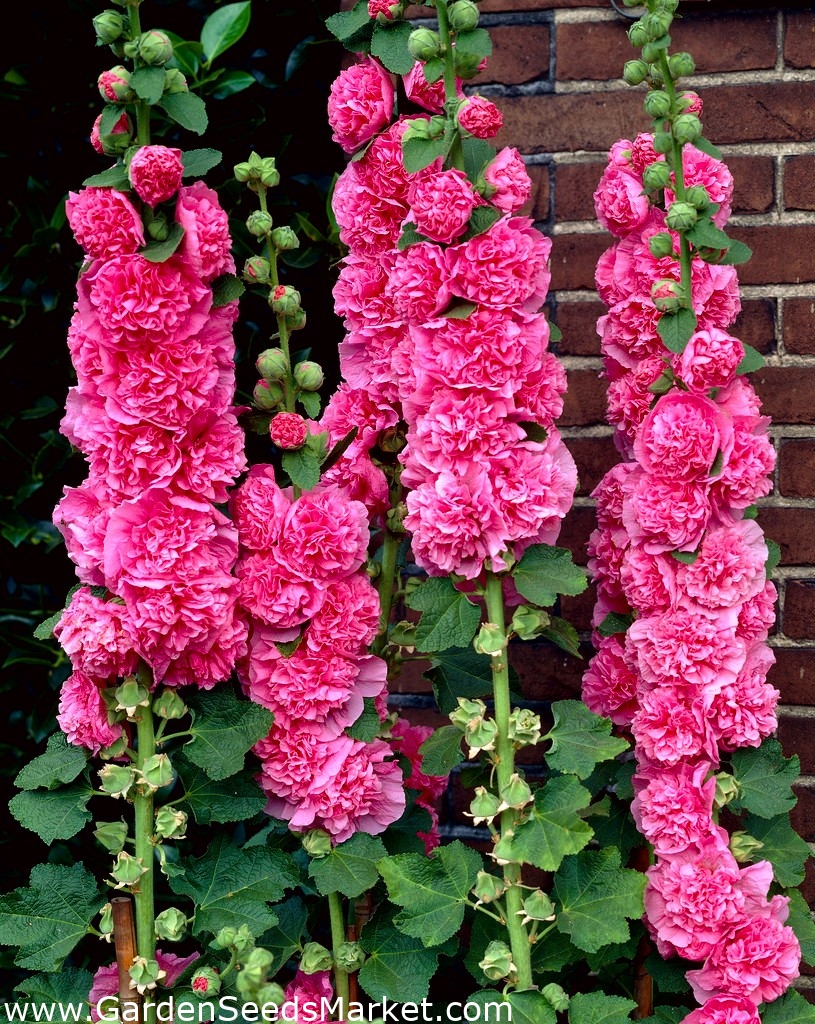 Malvarosa comune - varietà rosa - 50 semi - Alcea rosea – Garden Seeds  Market | Spedizione gratuita