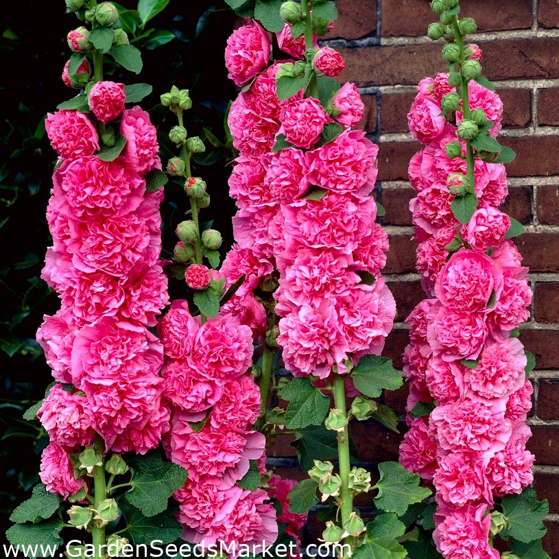 Κοινή Hollyhock - ροζ ποικιλία - 50 σπόροι - Alcea rosea – Garden Seeds  Market | Δωρεάν αποστολή