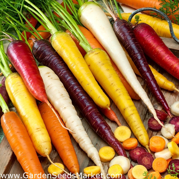 Porkkana - monipuoliset juuret - Daucus carota - siemenet – Garden Seeds  Market | Ilmainen toimitus